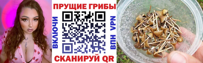 как найти наркотики  Гусиноозёрск  Галлюциногенные грибы Magic Shrooms 